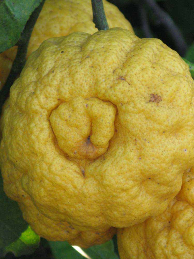            Fruit (Gomiri, Riverside, CA)   